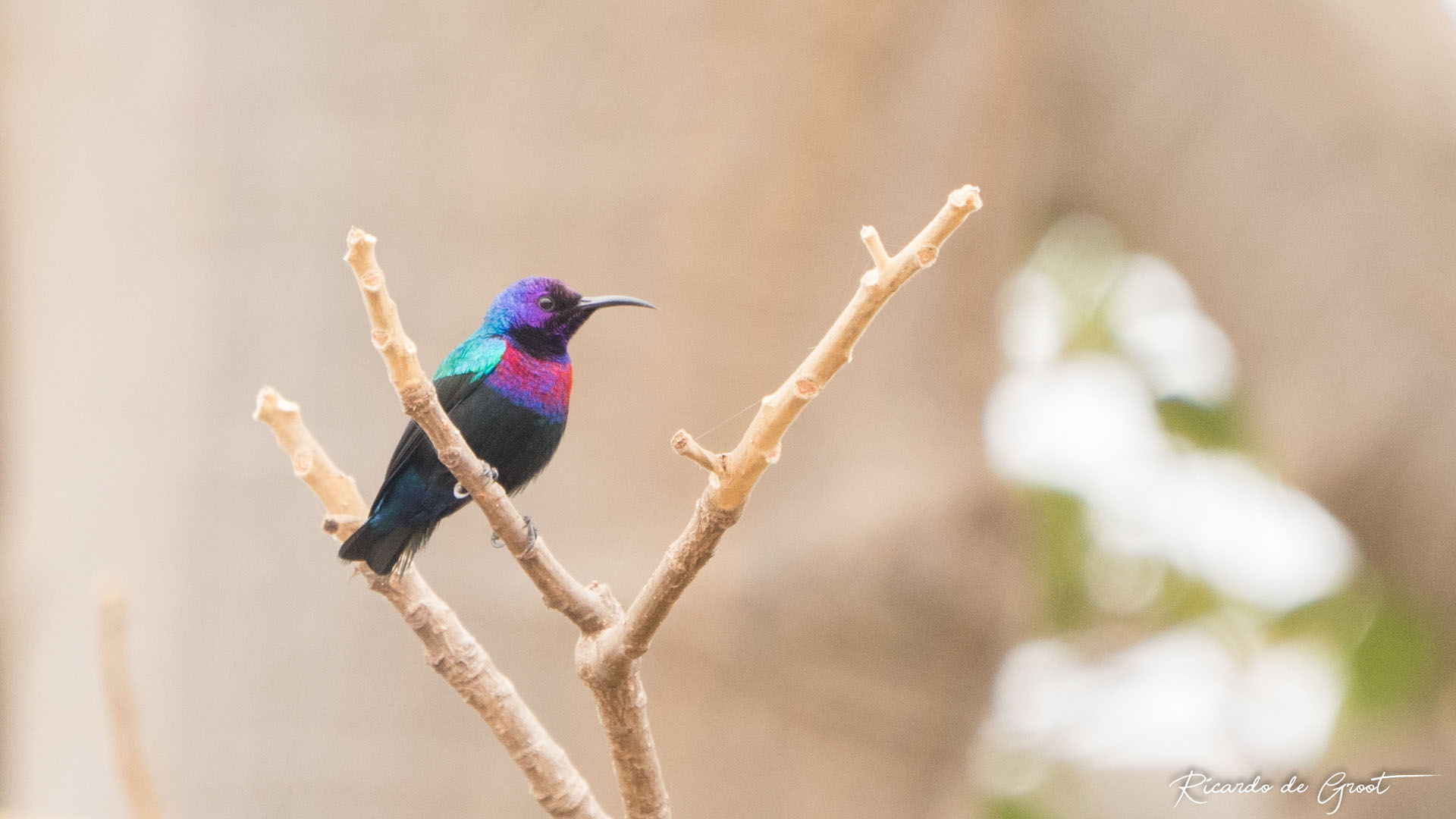 Splendid Sunbird - Gambia Birding Tours